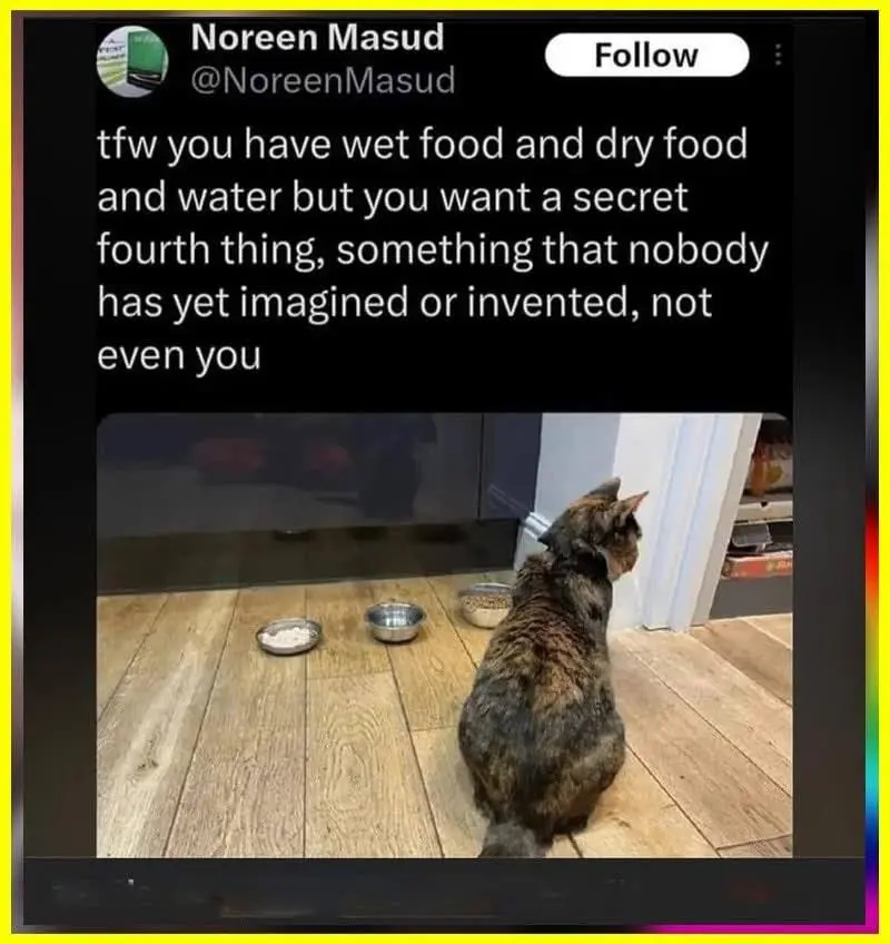 Tfw you have wet food and dry food and water but you want a secret fourth thing, something that nobody has yet imagined or invented, not even you