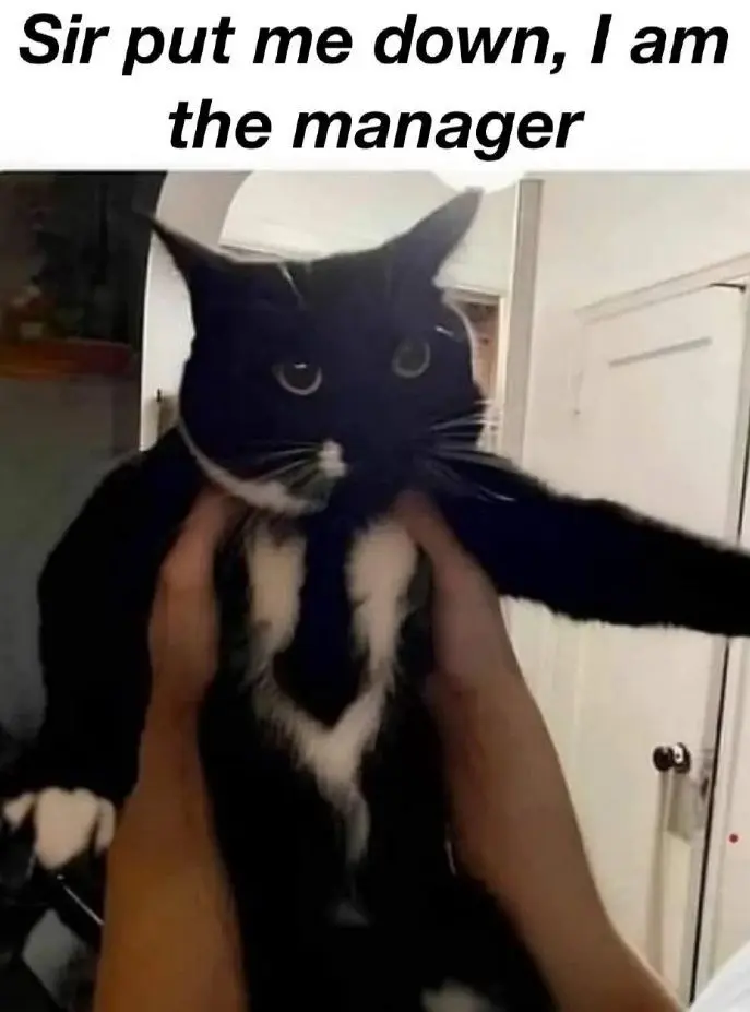 Sir put me down, I am the manager