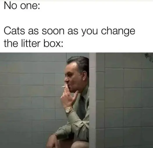 Cats as soon as you change the litter box