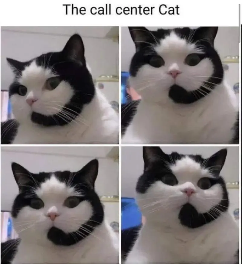 The Call Centre Cat