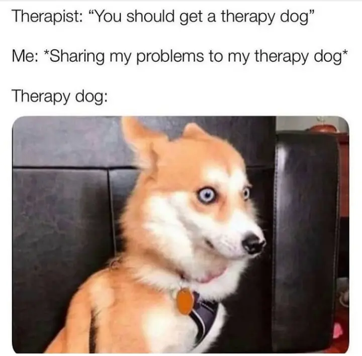 When I share my problems to my therapy dog