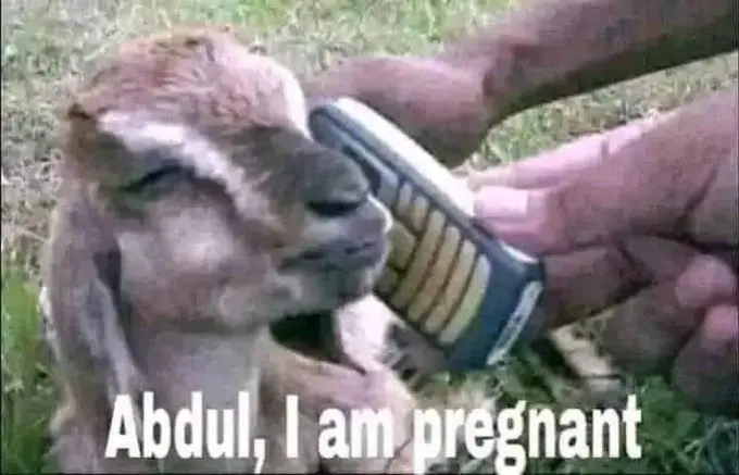 Goat: Abdul, I am pregnant