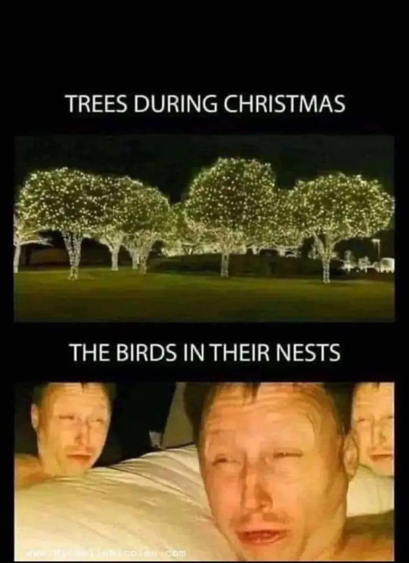 Trees During Christmas vs The Birds In Their Nests