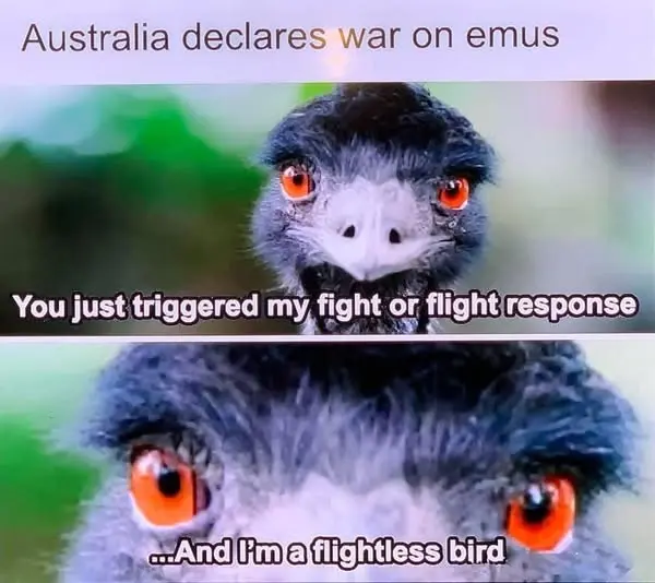 Australia declares war on emu's
Emu: You just triggered my fight or flight response...And I'm a flightless bird!