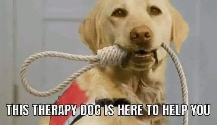 This Therapy Dog Is Here To Help You