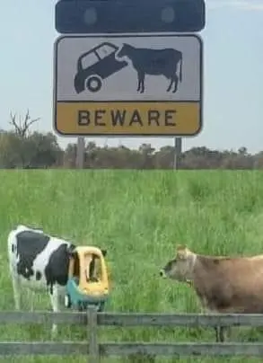 Beware the Cow Road Sign