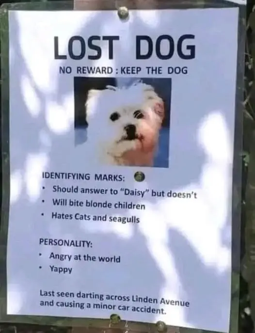 Lost Dog
No Reward: Keep The Dog

Identifying Marks: 
- Should answer to "Daisy" but doesn't
- Will bite blonde children
- Hates Cats and Seagulls

Personality:
- Angry at the world
- Yappy

Last seen darting across Linden Avenue and causing a minor car accident