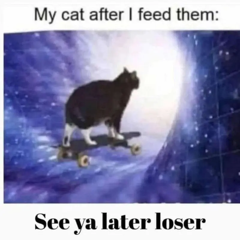 My cat after I feed them: See ya later loser
