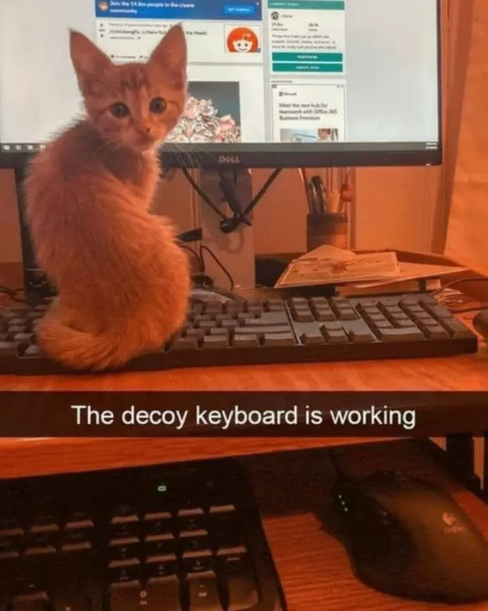 The decoy keyboard is working