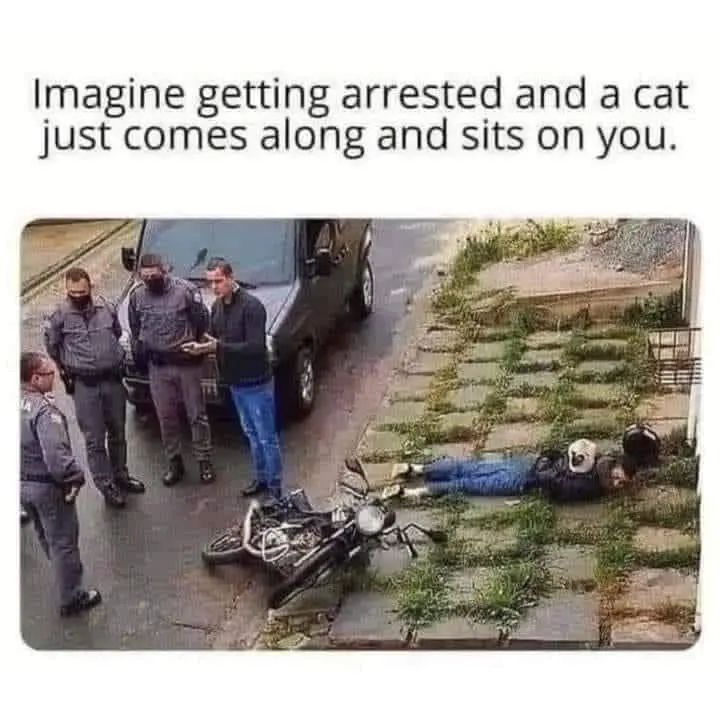 Imagine getting arrested and a cat just comes along and sits on you